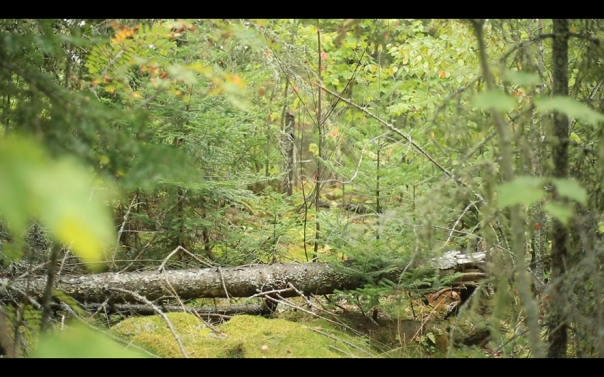 Transects-video_still